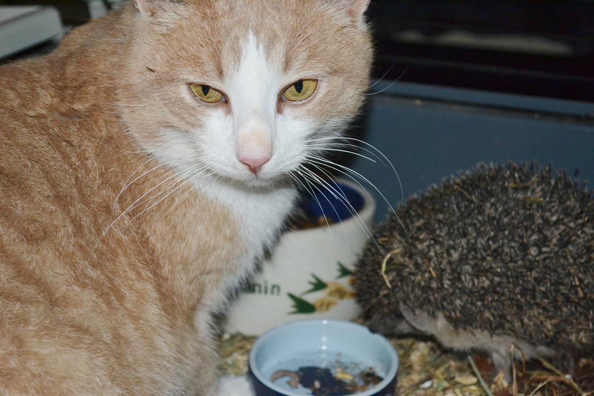 Pindsvin Egyptisk Langørede "Isis" - Det er min mad og få så det grimme dyr ud af mit bur billede 9