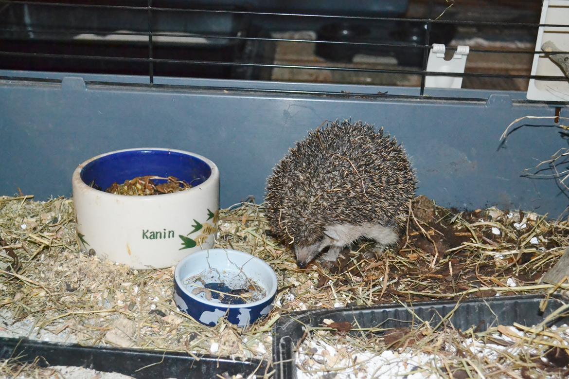 Pindsvin Egyptisk Langørede "Isis" - Isis er glad for at snuse rundt billede 10