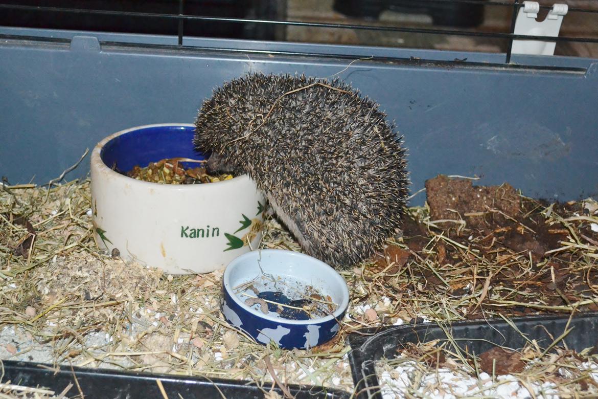 Pindsvin Egyptisk Langørede "Isis" billede 11