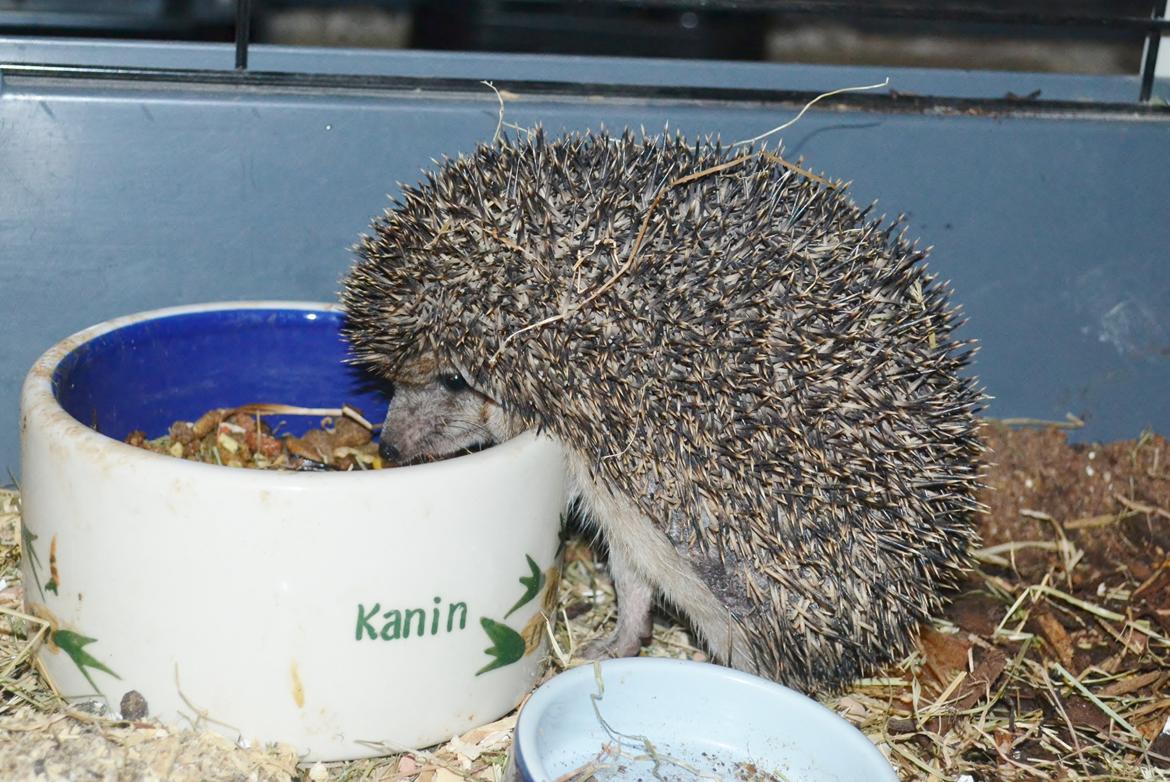 Pindsvin Egyptisk Langørede "Isis" billede 12