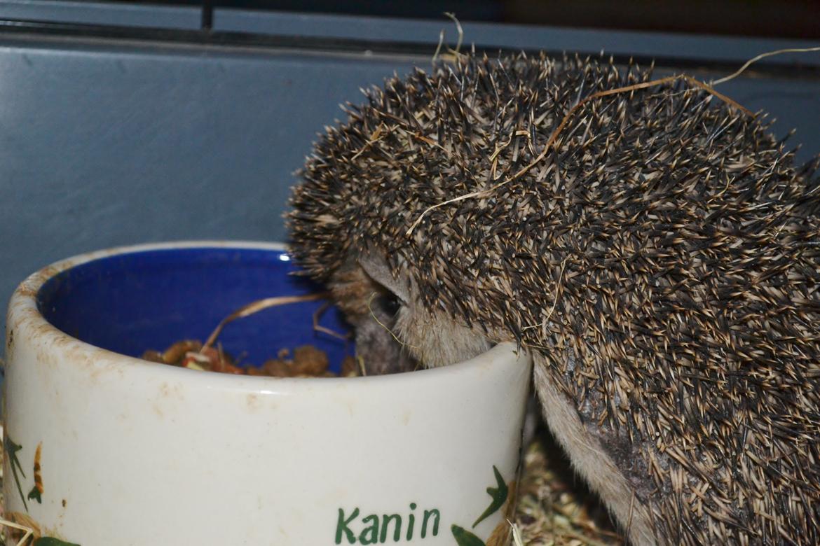 Pindsvin Egyptisk Langørede "Isis" - Jeg kan spise hele dagen, hvis det skulle være billede 13