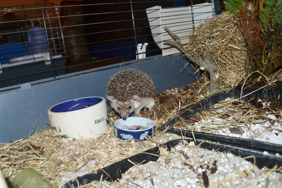 Pindsvin Egyptisk Langørede "Isis" billede 14