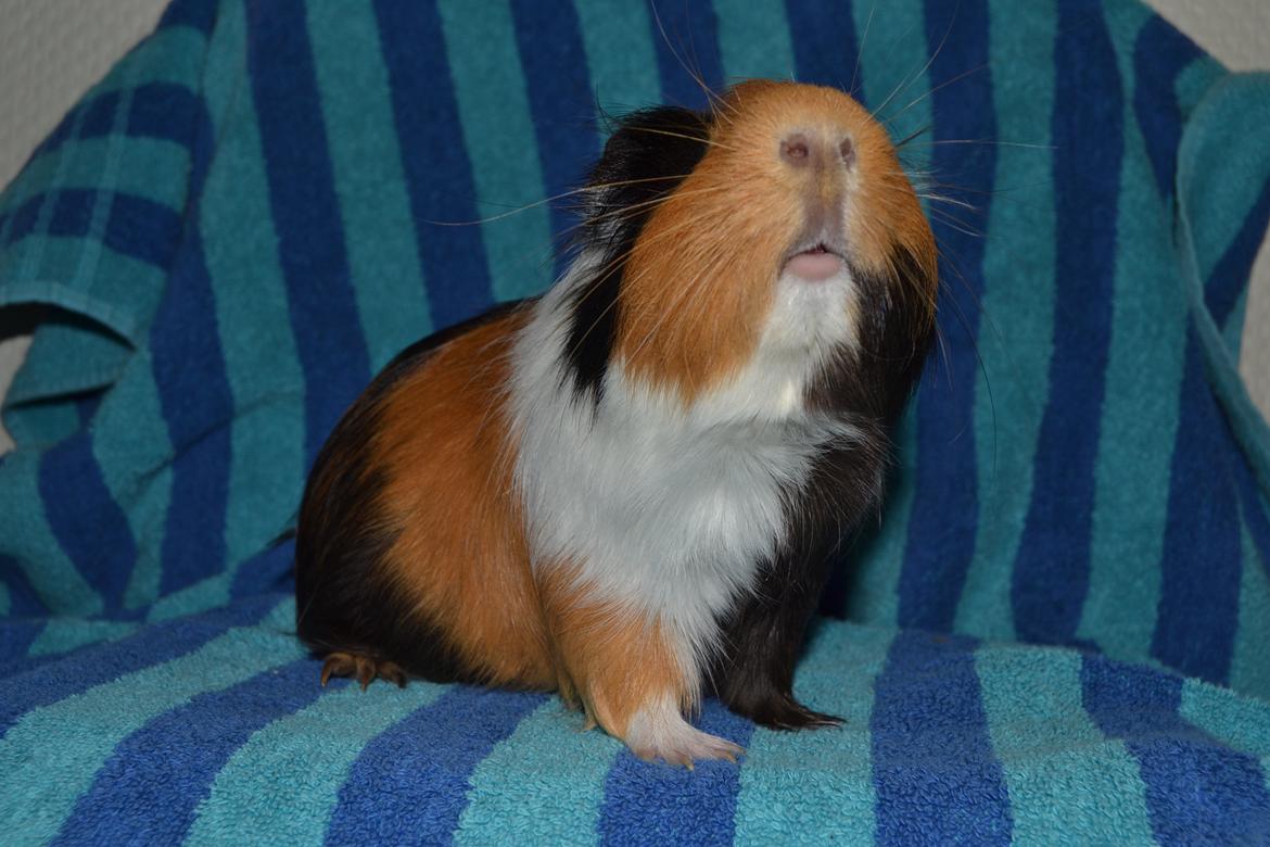 Marsvin Tejs - Møs møs billede 8