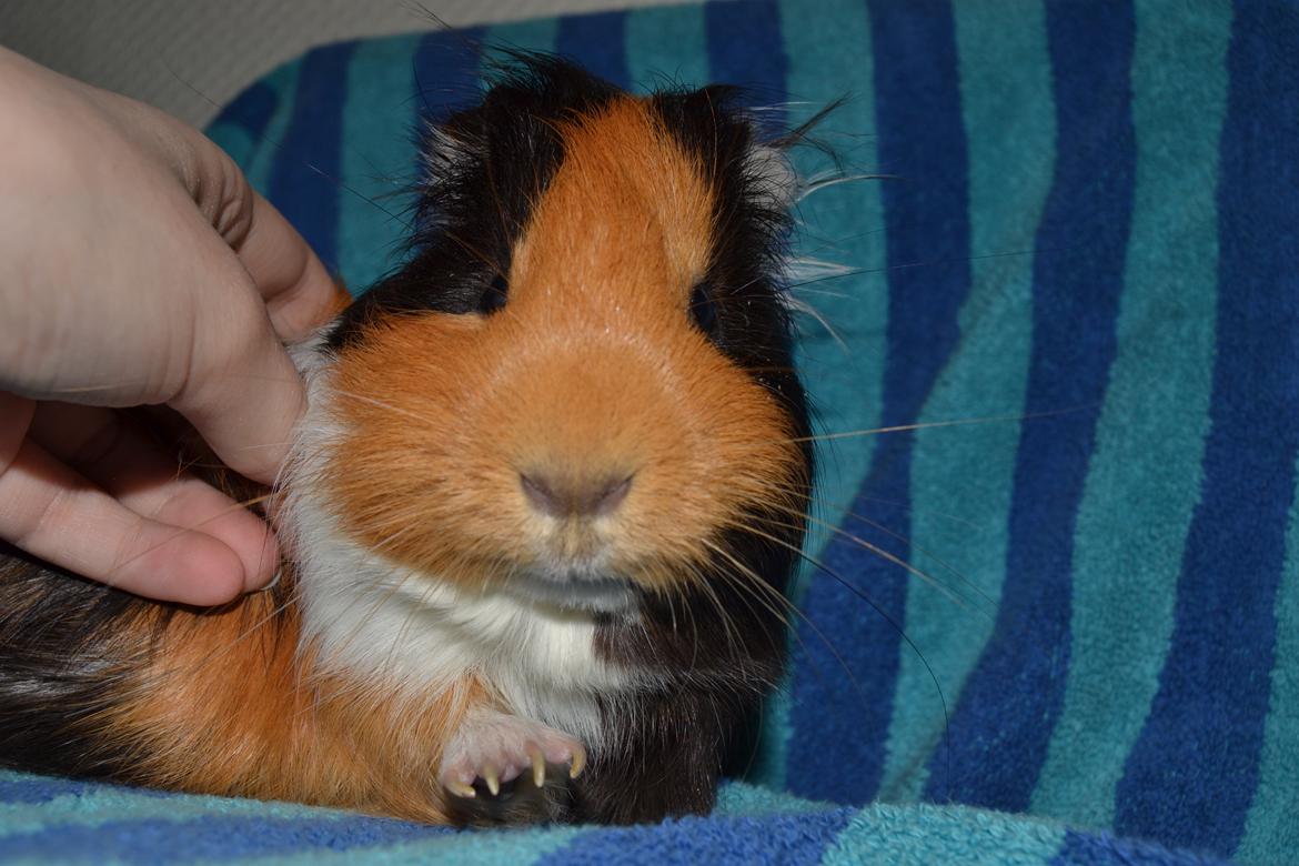 Marsvin Tejs billede 9