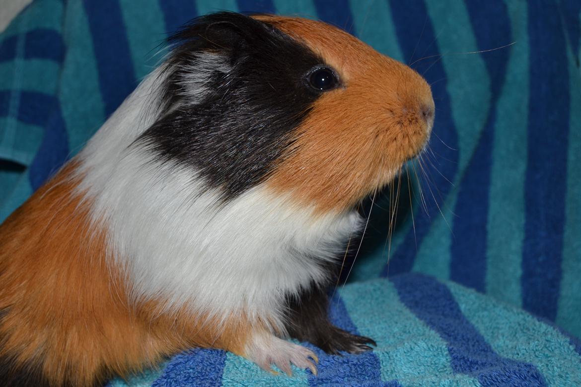 Marsvin Tejs billede 10