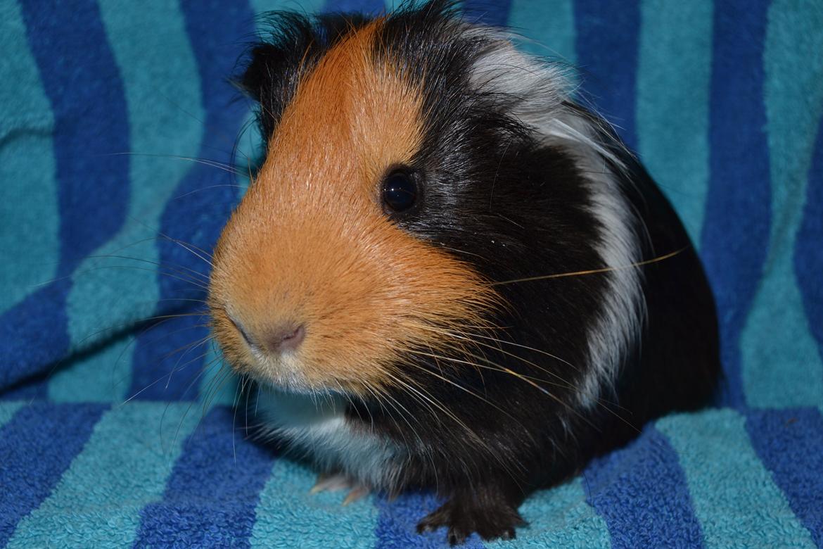 Marsvin Tejs billede 12