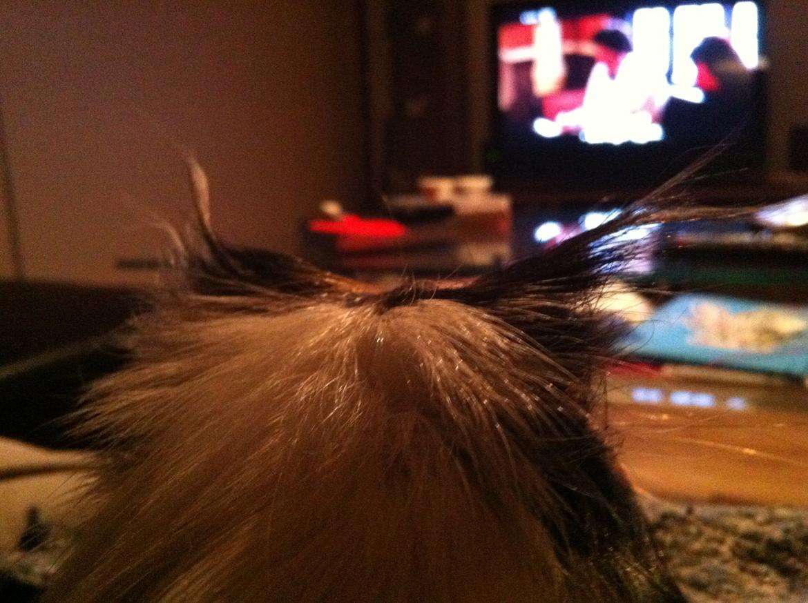 Marsvin Tejs - Tv-trold billede 13