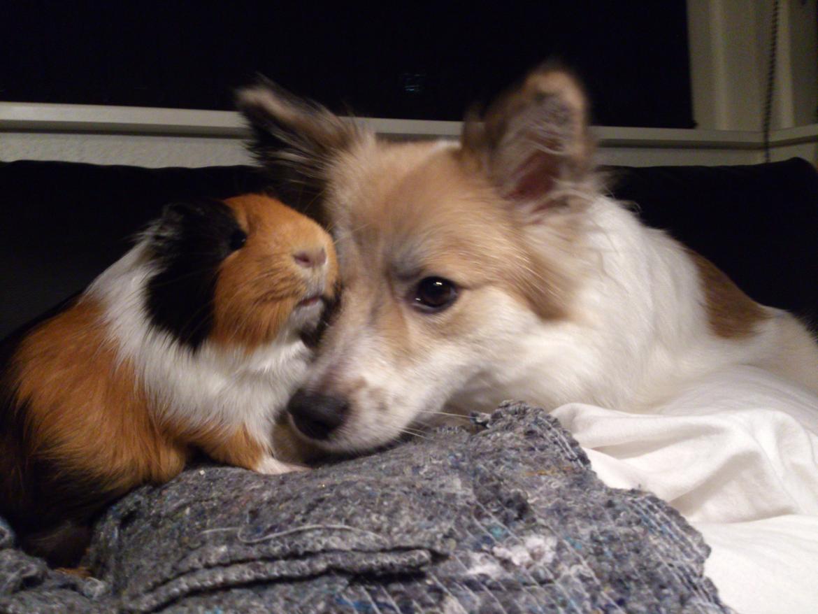 Marsvin Tejs - "Søster" Milla billede 14