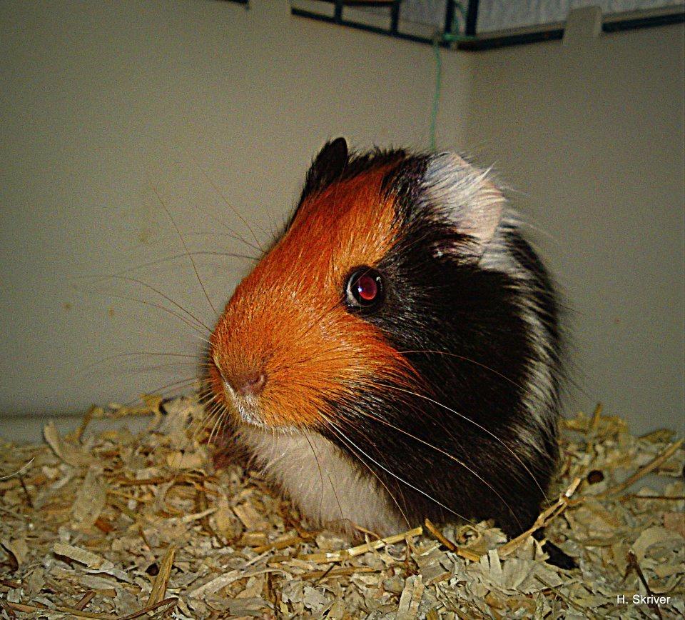 Marsvin Tejs billede 15