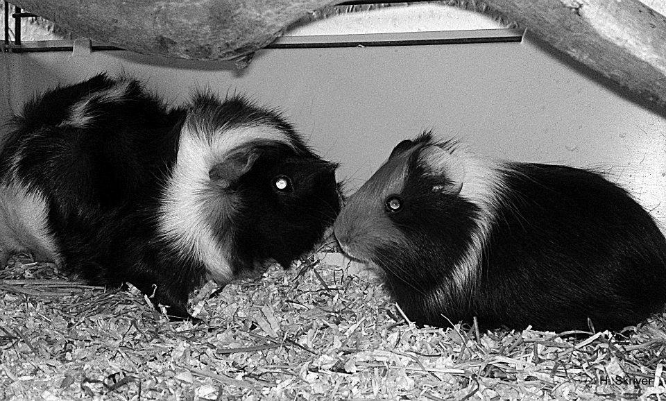 Marsvin Tejs - Saga & Tejs billede 16