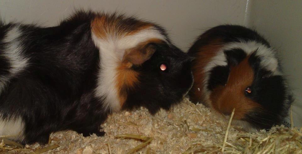 Marsvin Tejs - Saga & Tejs billede 17