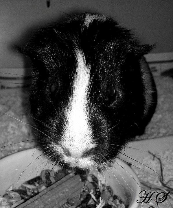 Marsvin Albert billede 3