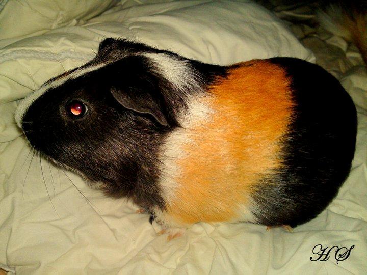 Marsvin Albert billede 4