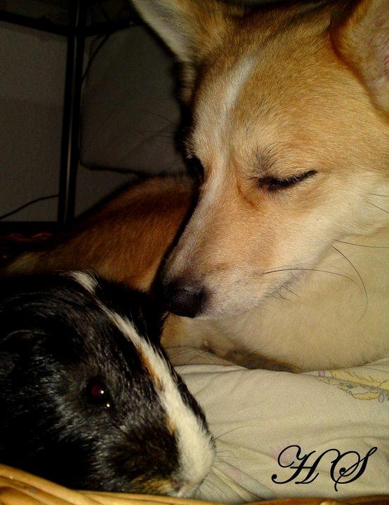 Marsvin Albert billede 5