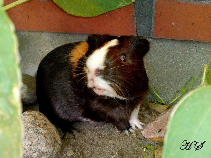 Marsvin Albert billede 2