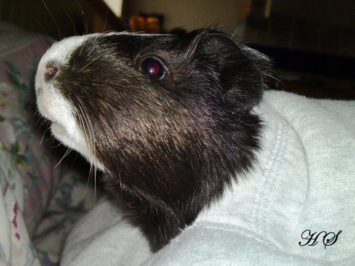 Marsvin Albert billede 6