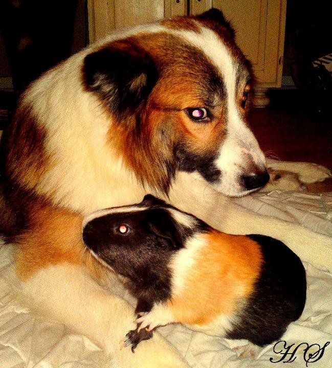 Marsvin Albert billede 7