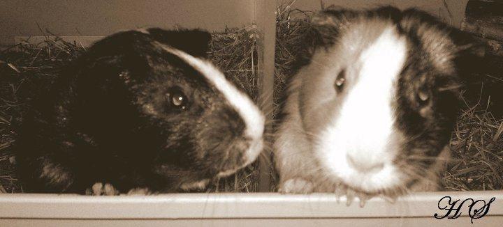 Marsvin Albert - Albert & Mickey far billede 9