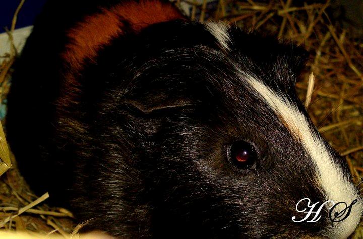 Marsvin Albert billede 8