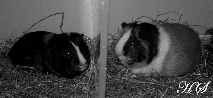 Marsvin Albert billede 10