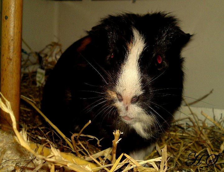 Marsvin Albert billede 11