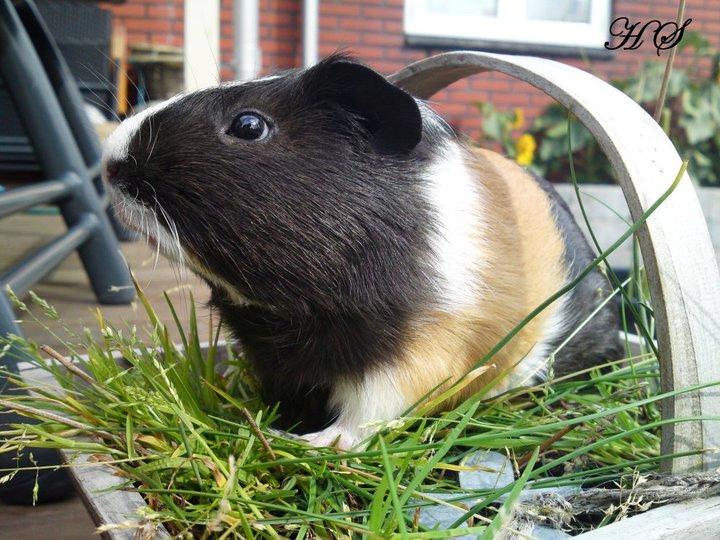 Marsvin Albert billede 1