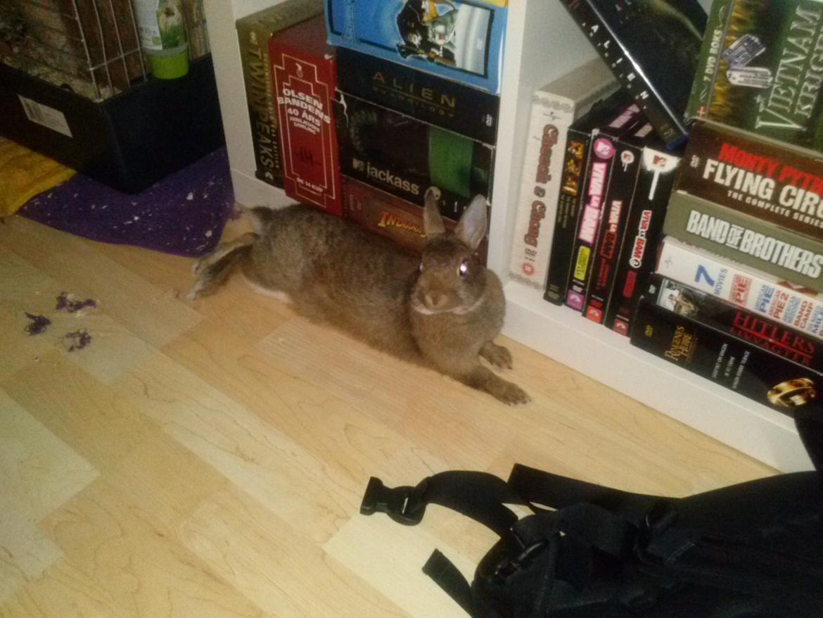 Kanin Nuggi billede 1