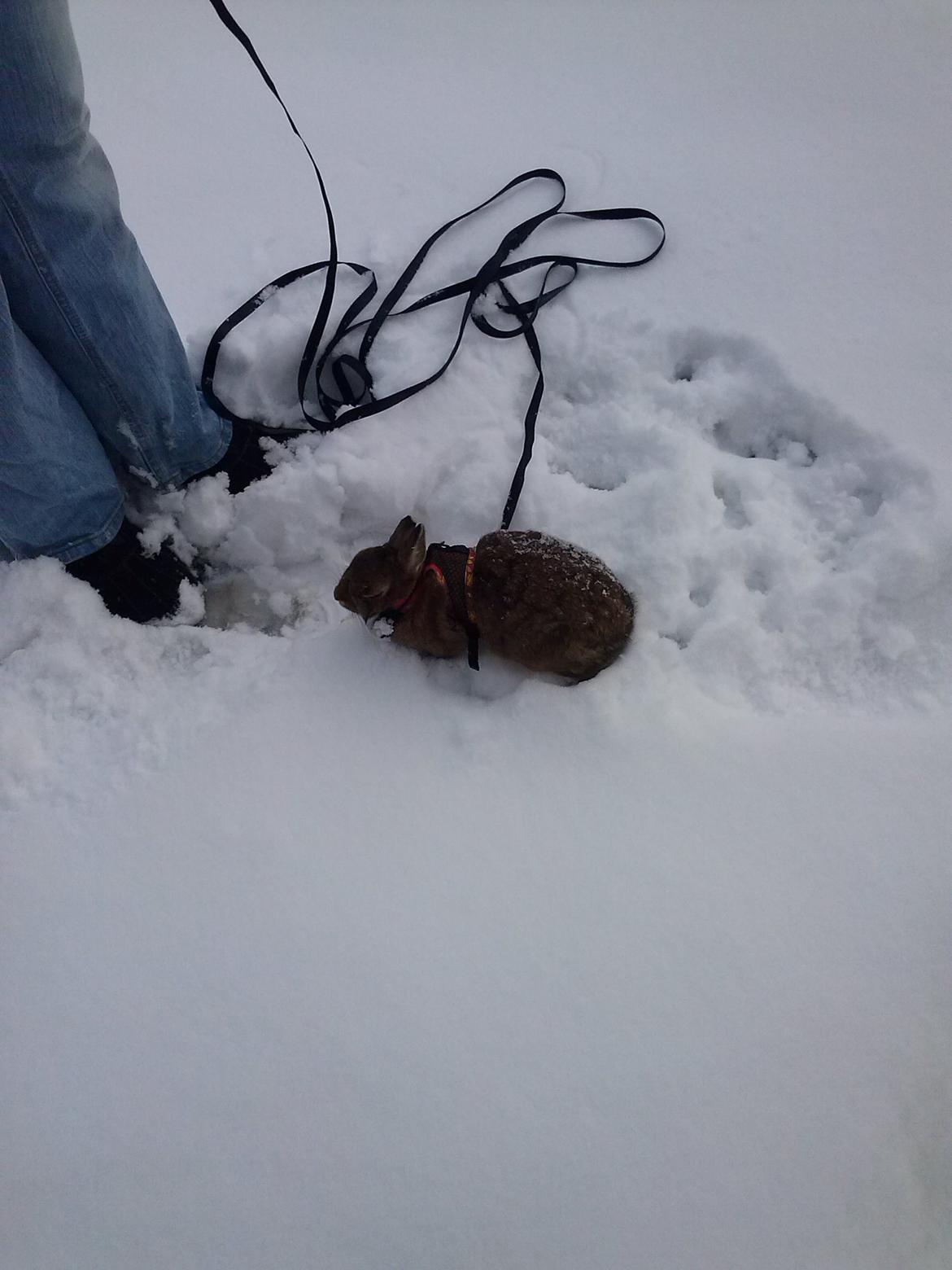 Kanin Nuggi billede 2