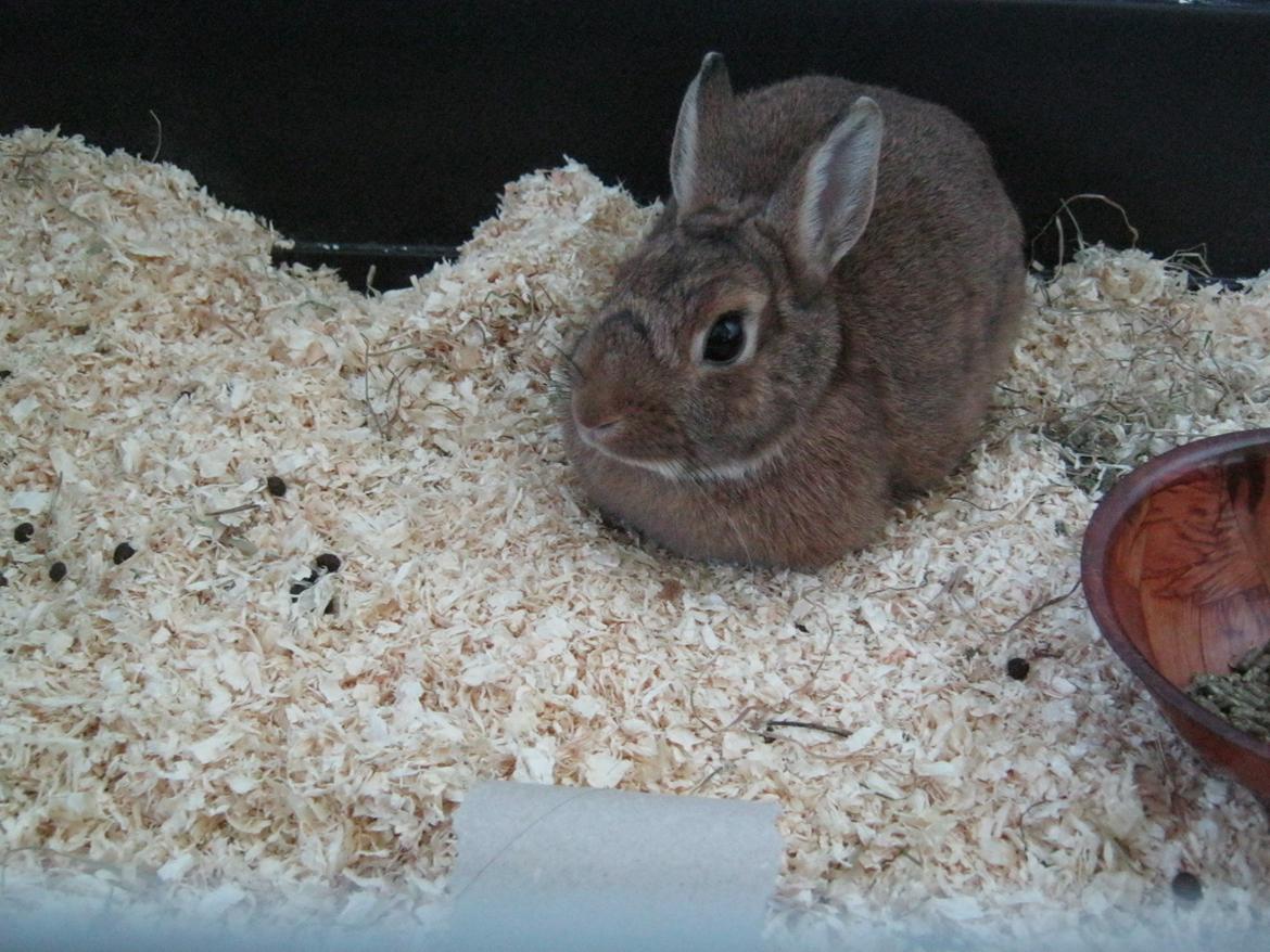 Kanin Nuggi billede 3