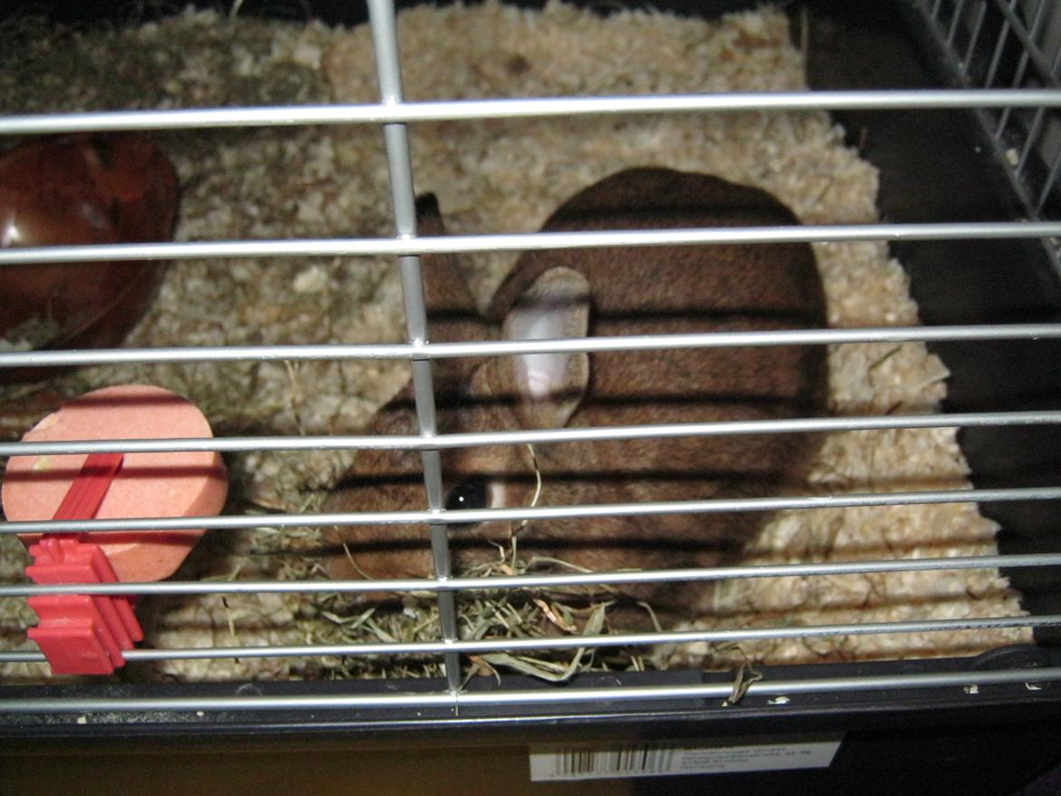 Kanin Nuggi billede 4