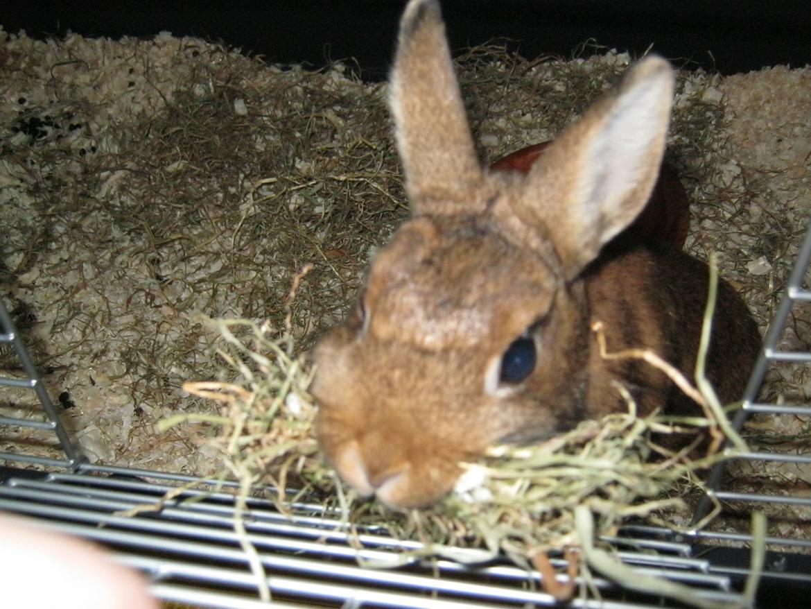 Kanin Nuggi billede 5