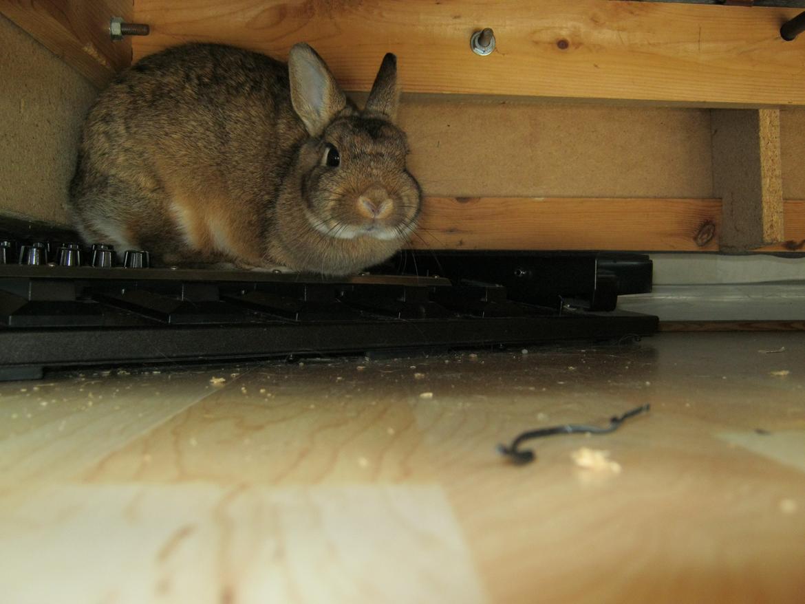 Kanin Nuggi billede 6