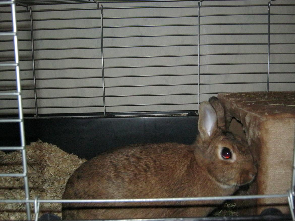 Kanin Nuggi billede 7