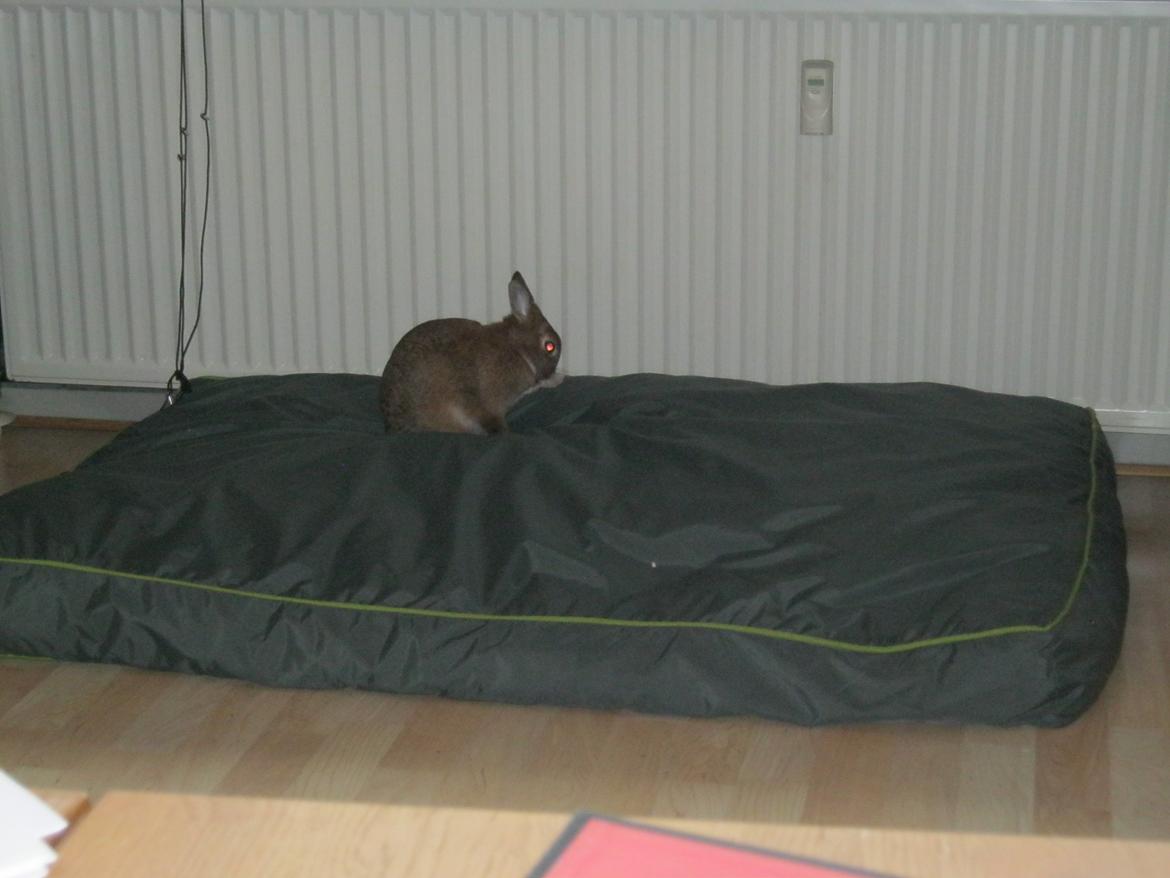 Kanin Nuggi billede 8