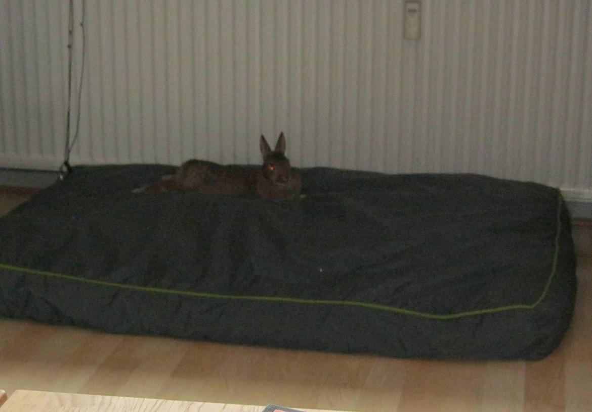 Kanin Nuggi billede 9