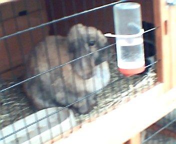 Kanin Silke - Min lille pige <33 billede 2