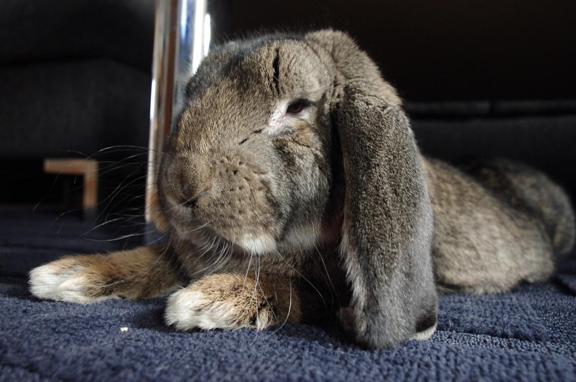 Kanin Mundo Fransk vædder billede 23