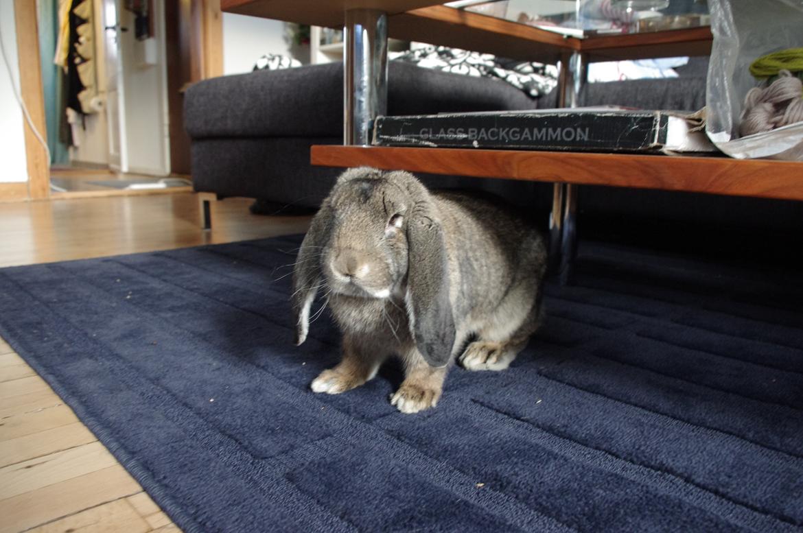 Kanin Mundo Fransk vædder - "hvad laver du mor?" billede 24