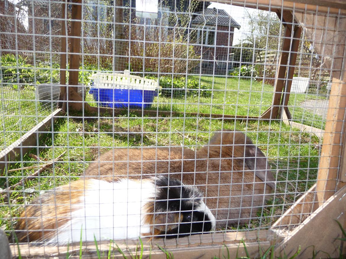 Kanin Silke - Min søde Silke og hendes bedsteven <33 billede 3