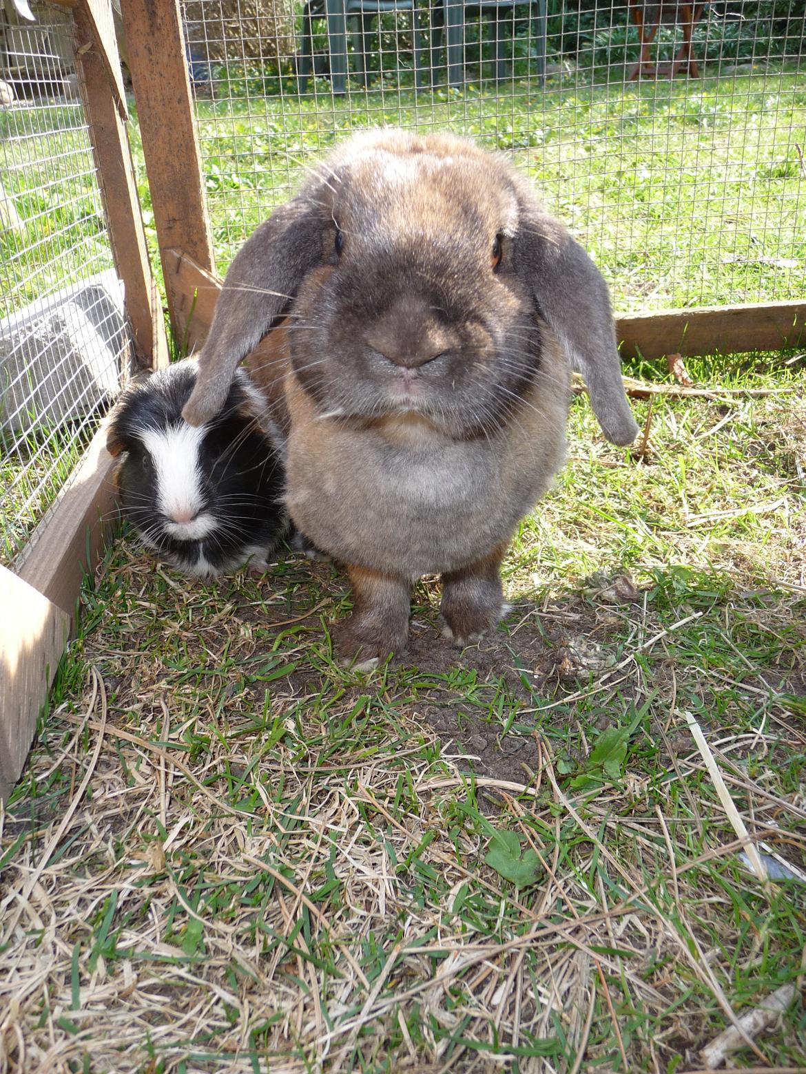 Kanin Silke - Velkommen til min profil :D billede 1