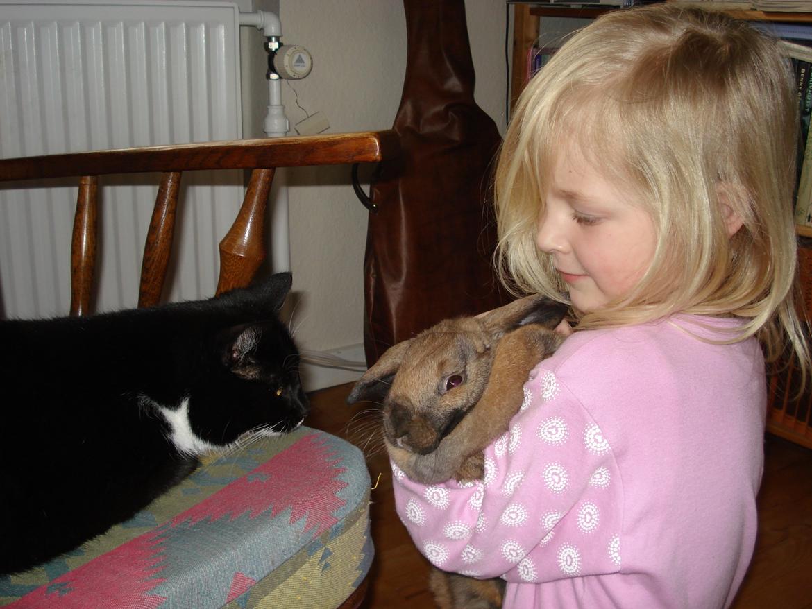 Kanin Silke - Mig (som lille altså) Silke og hvores gamle kat <33 billede 4