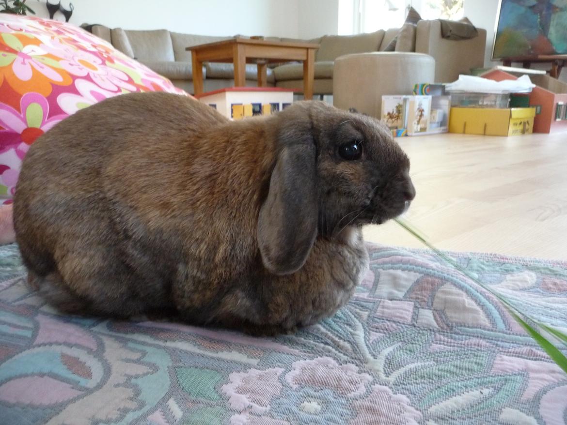 Kanin Silke - Min lille pige <33 billede 6