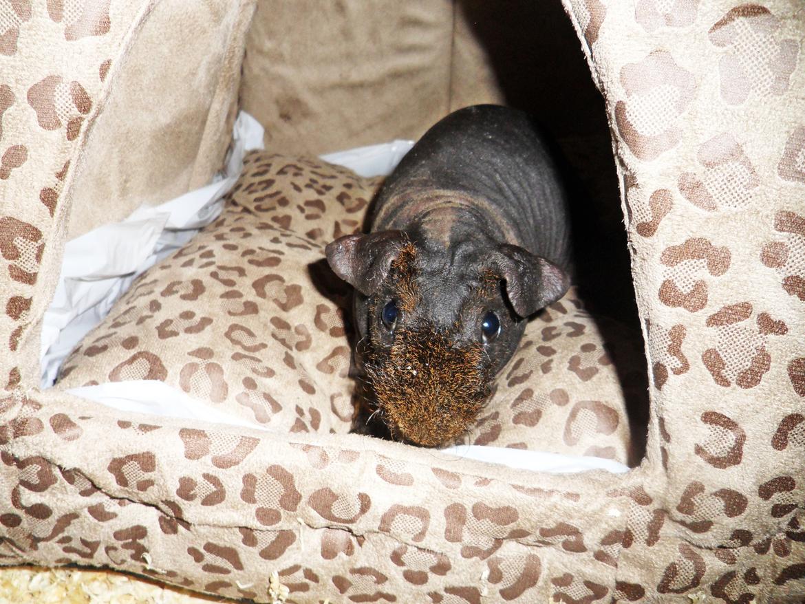 Marsvin Flintstones Mulder billede 6