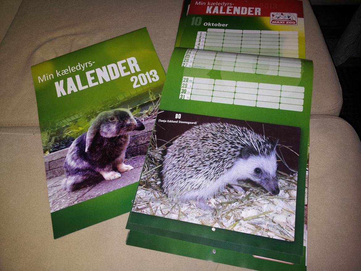 Pindsvin Bo Hansen - Bo er Mister Oktober i Maxi Zoo's kalender for 2013 billede 15
