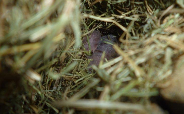 Hestespringer | Oxnard - Oxnard er far til 4 små unger født d. 4/1-2013 herhjemme! billede 9