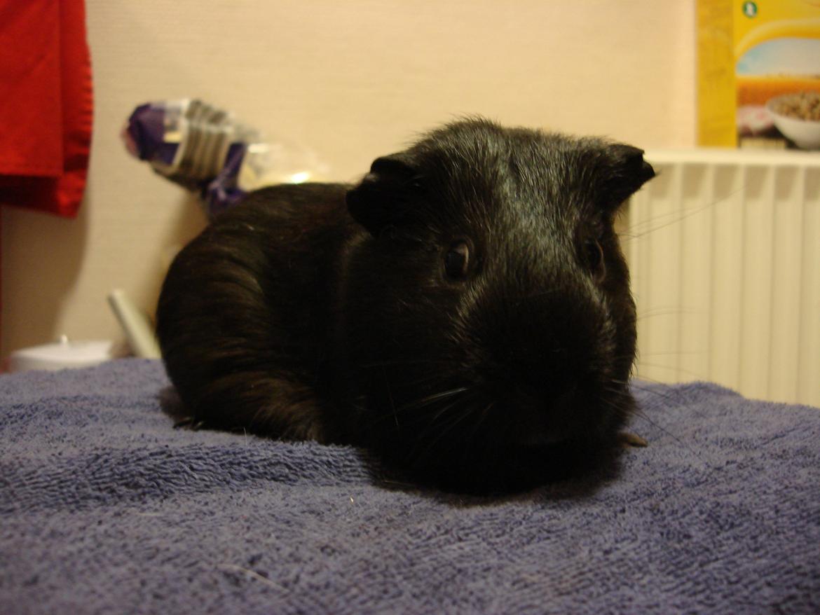 Marsvin Charlie billede 4