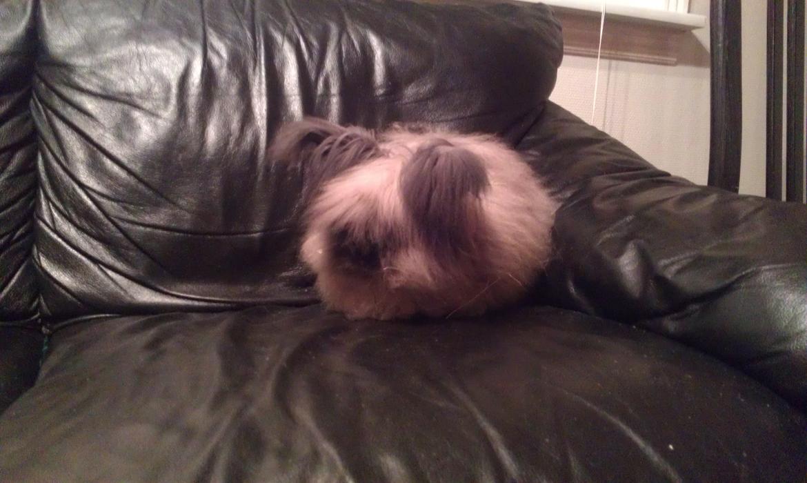 Kanin Buster R.I.P - hygge i sofa :D billede 20