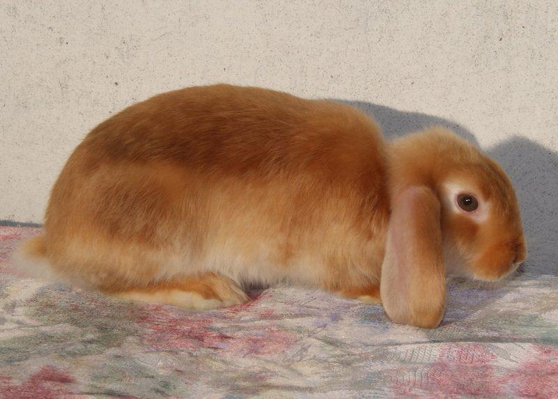 Kanin Freja von den Hasengarten - 3 mdr. gl. billede 1