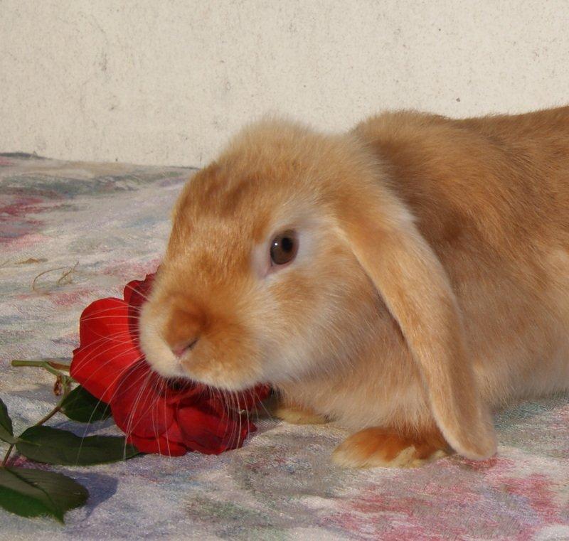 Kanin Freja von den Hasengarten billede 2