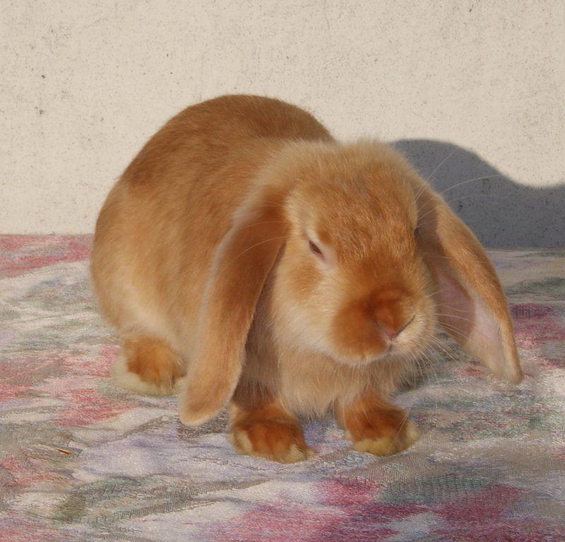 Kanin Freja von den Hasengarten billede 3
